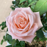 Almond Milk Candy Rose